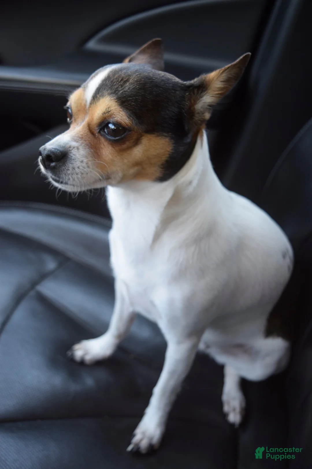 Chihuahua dogs for sale: Chihuahua 1 - Ad 2