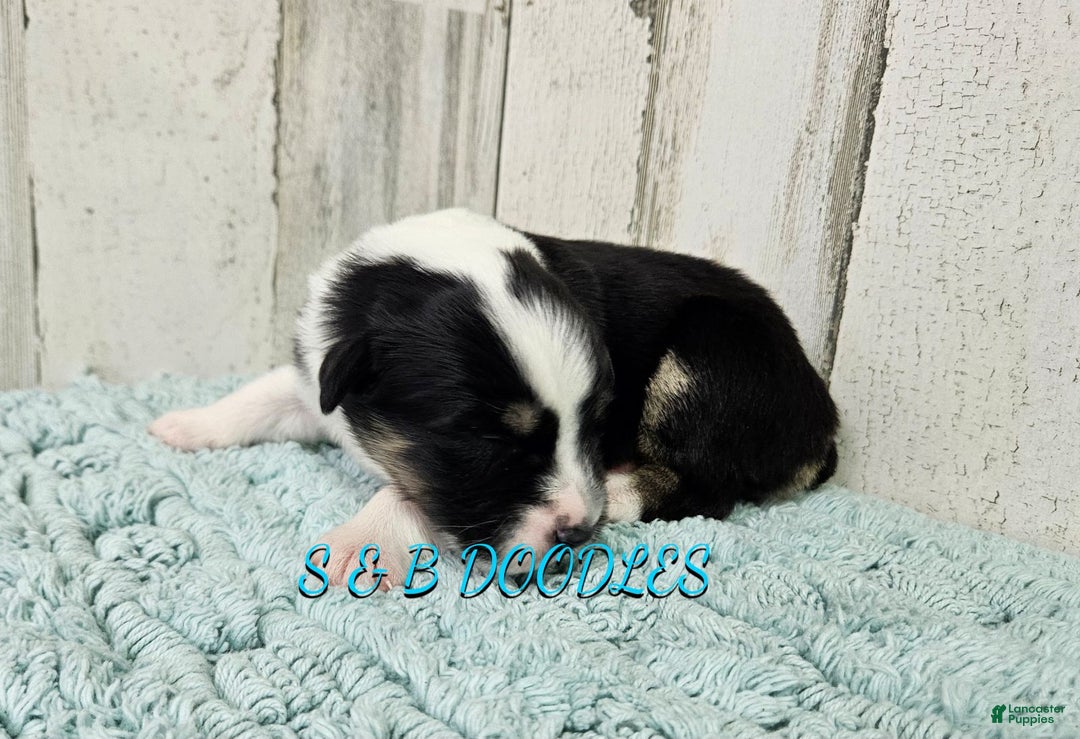Miniature Australian Shepherd dogs for sale: WonderWoman - Ad 8