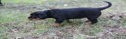 Rottweiler dogs for sale: Rottweiler 2 - Ad 3