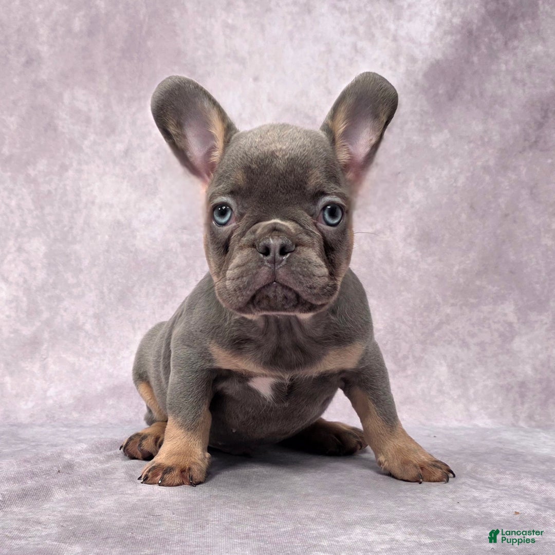 French Bulldog dogs for sale: Leo - Ad 3