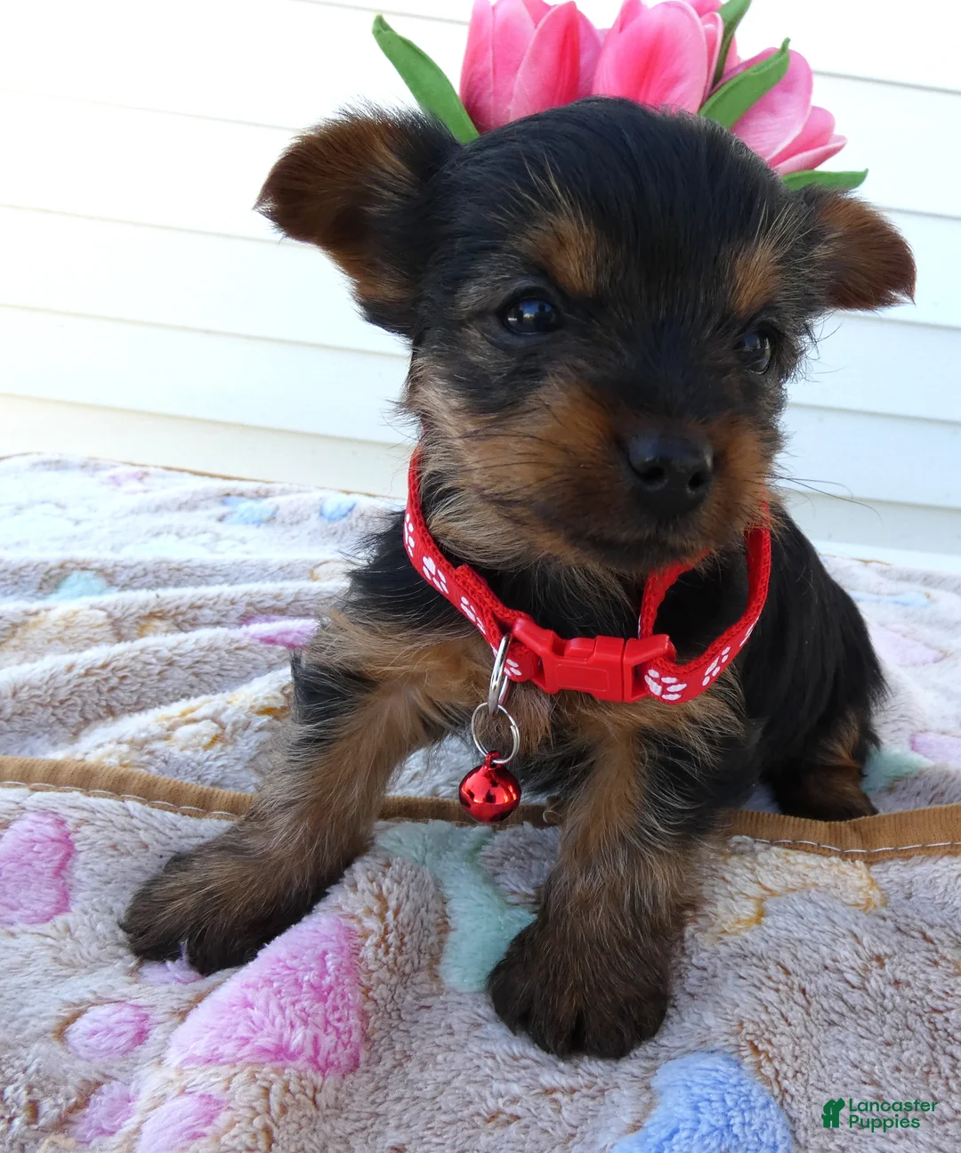 Yorkshire Terrier dogs for sale: Yorkshire Terrier Puppy 5 Mika - Ad 1
