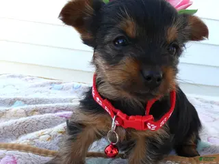 Yorkshire Terrier dogs Yorkshire Terrier Puppy 5 Mika - Ad 36