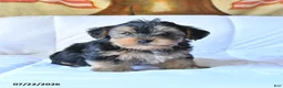 Yorkshire Terrier dogs for sale: Rocky - Ad 3