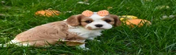Cavalier King Charles Spaniel dogs for sale: Vera - Ad 6