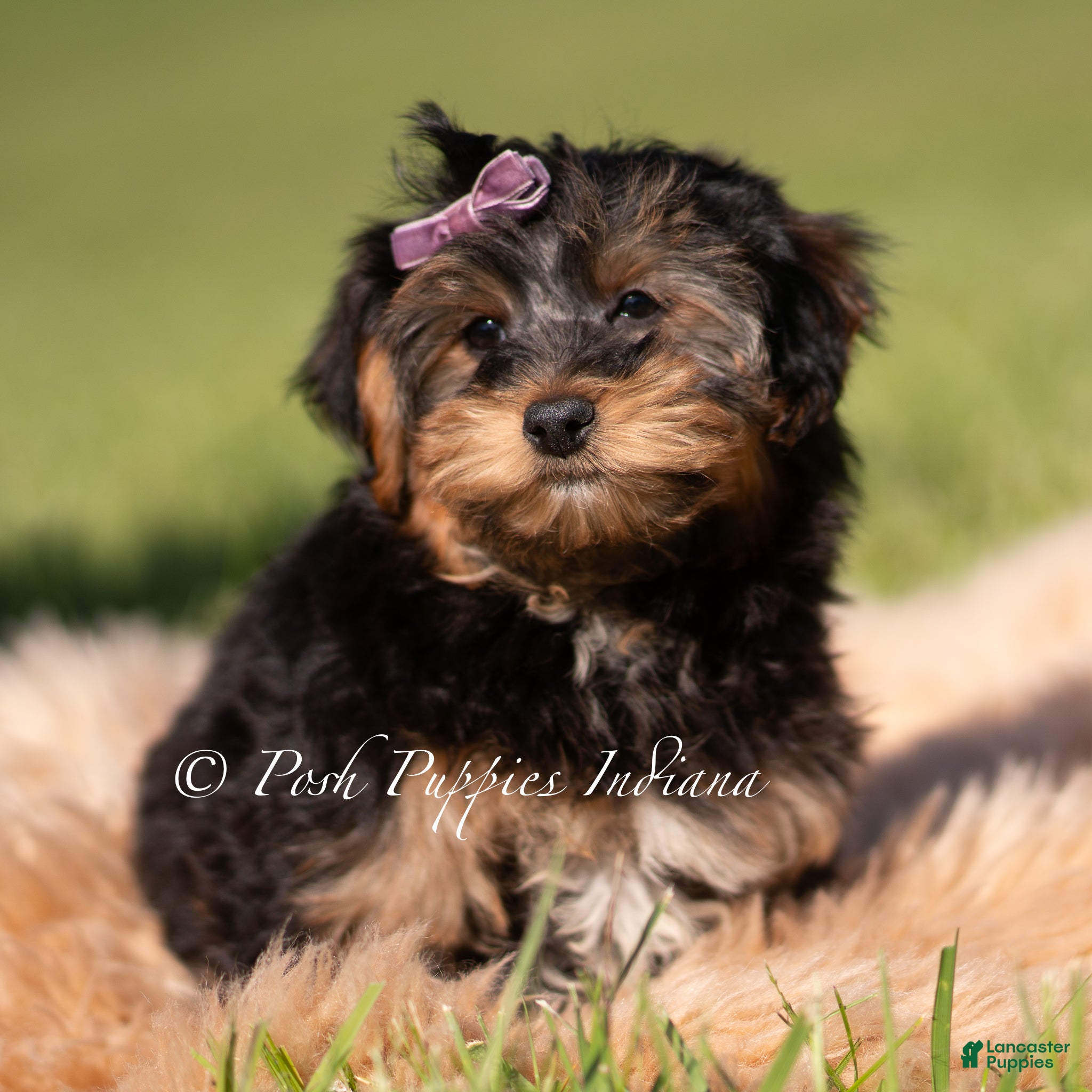 Yorkiepoo dogs Ziggy - Ad 14