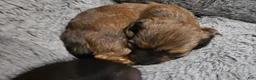 Miniature Dachshund dogs for sale: Miniature Dachshund 1 - Ad 4