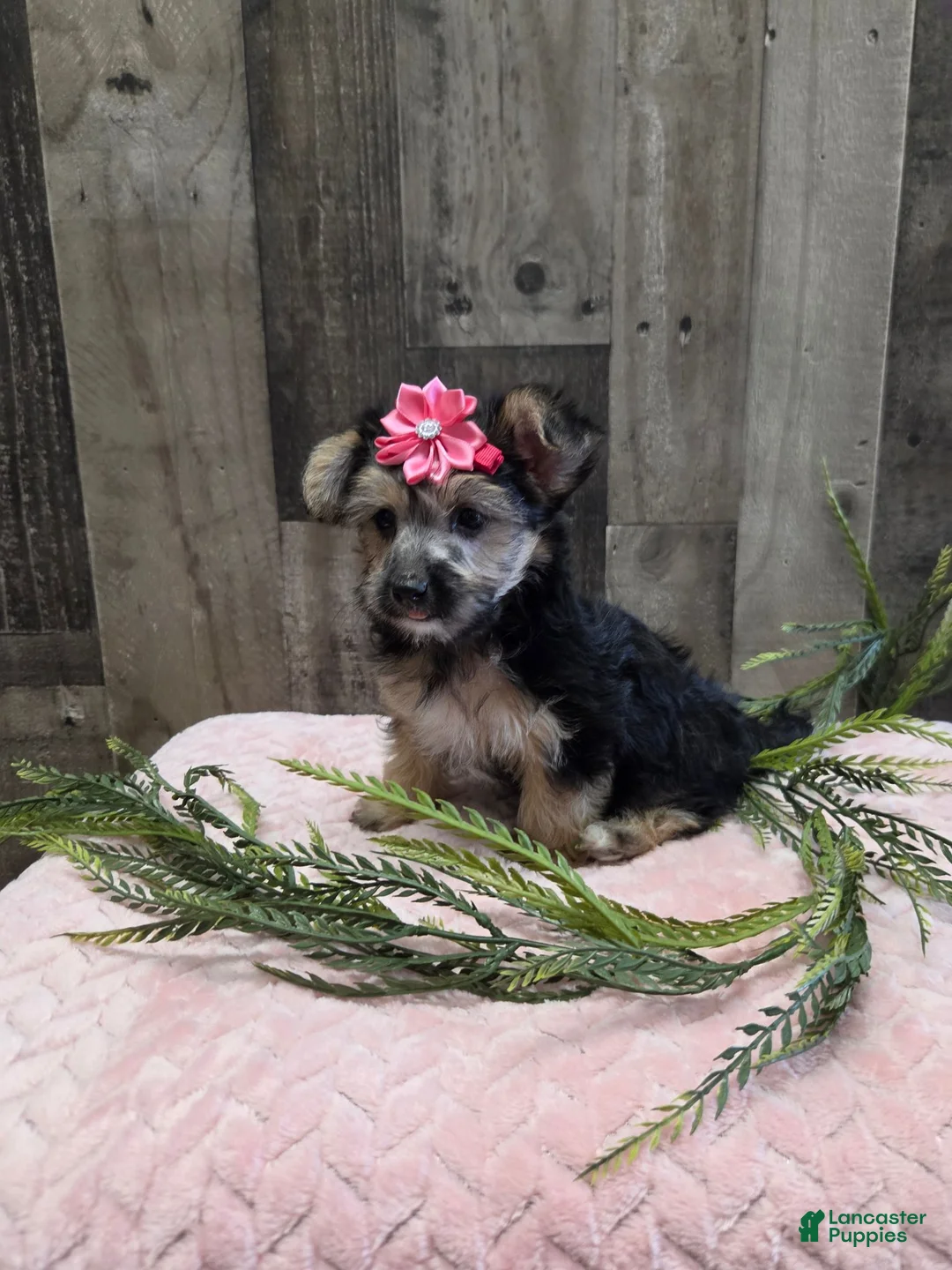 Morkie dogs for sale: Mango - Ad 2