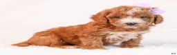 Mini Goldendoodle dogs for sale: Kaya - Ad 6