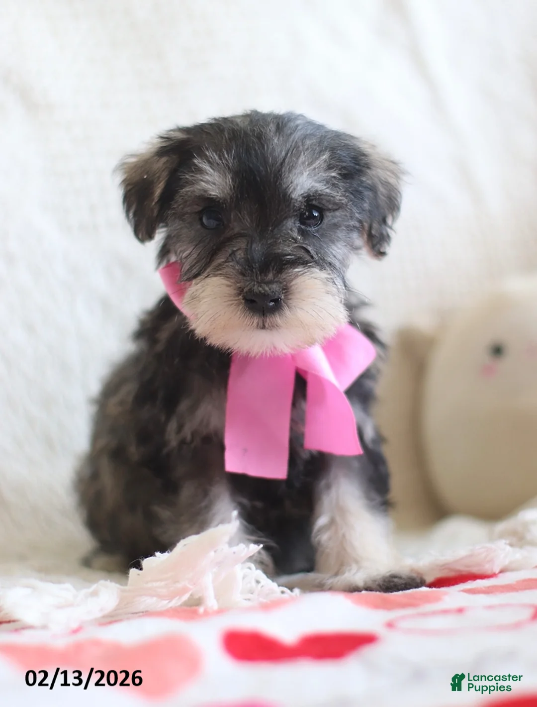 Miniature Schnauzer dogs for sale: Sharon - Ad 1