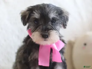 Miniature Schnauzer dogs Sharon - Ad 12