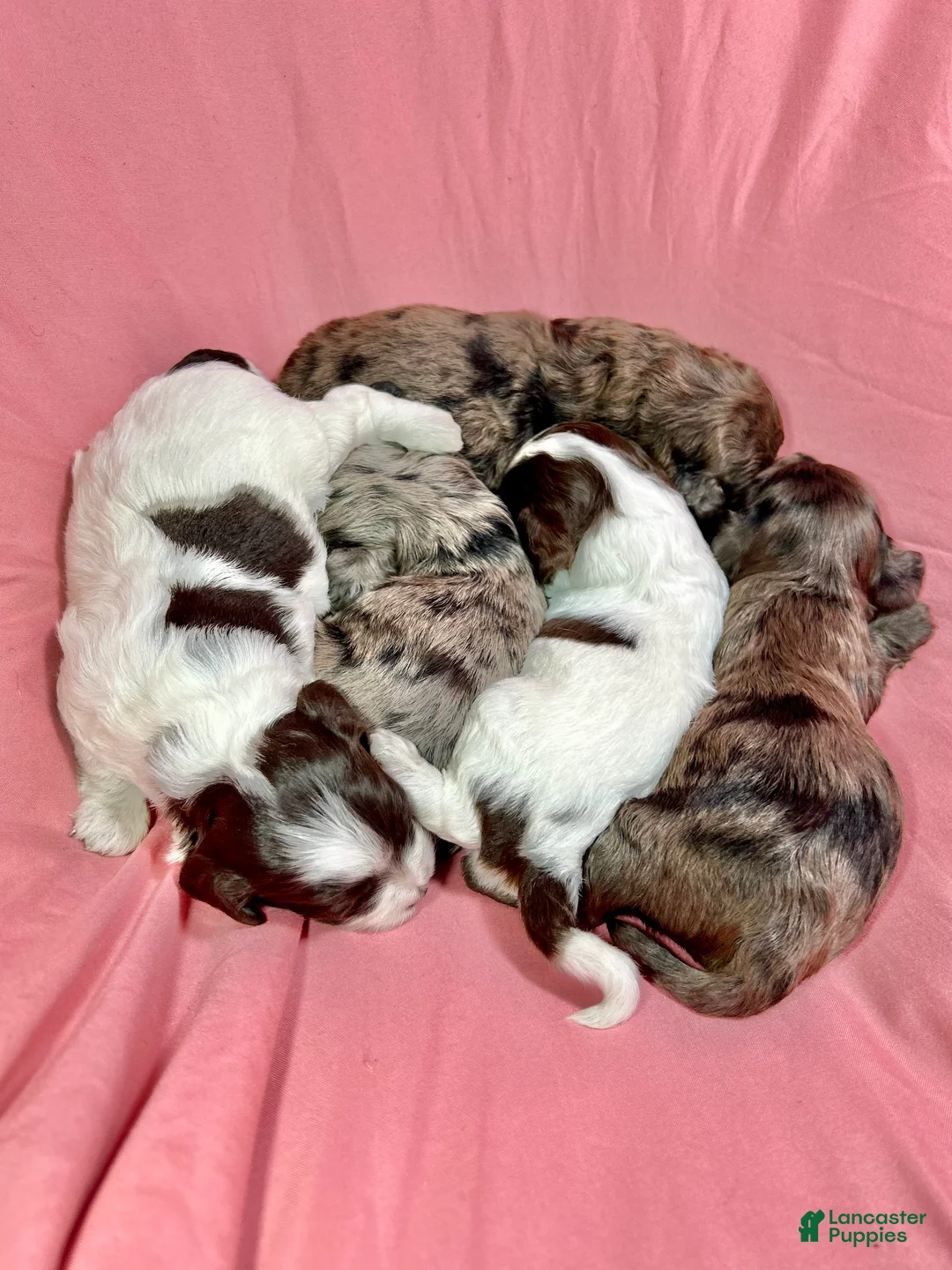 Cavapoo dogs for sale: Amora  - Ad 2