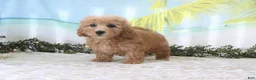 Cavapoo dogs for sale: Trixie - Ad 4
