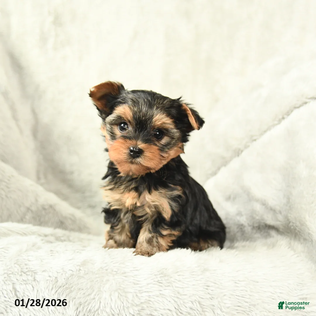 Yorkshire Terrier dogs for sale: Princess - Ad 1