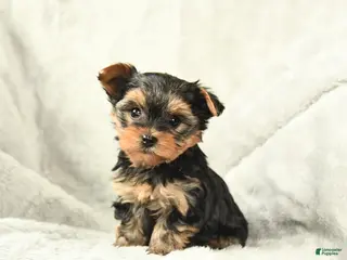 Yorkshire Terrier dogs Princess - Ad 36