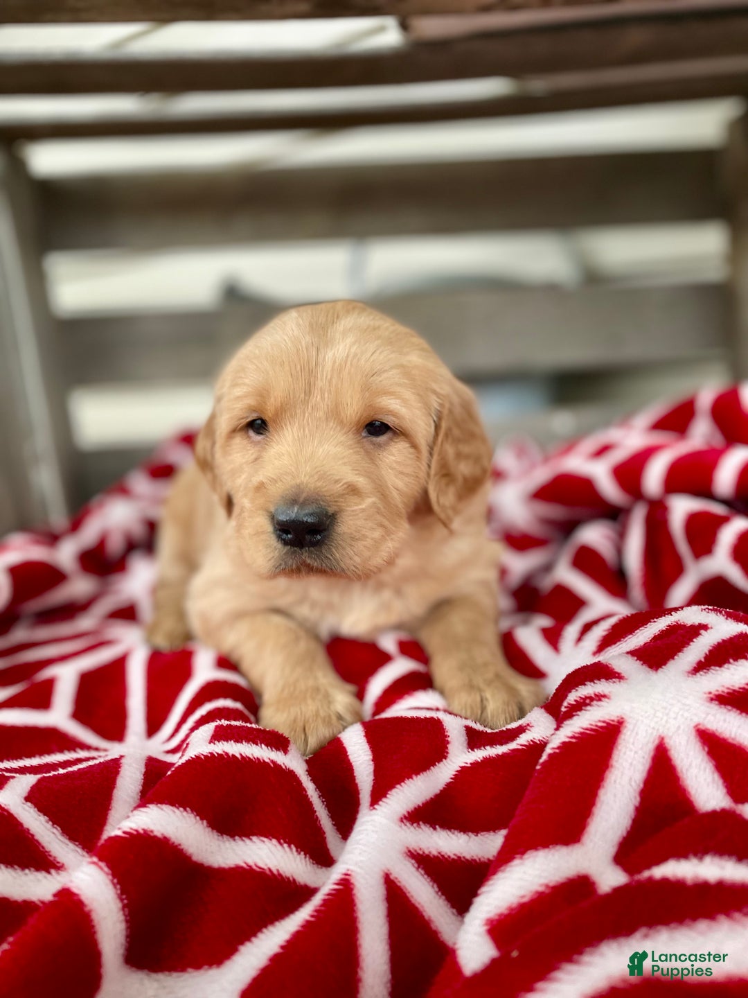 Golden Retriever dogs for sale: Copper - Ad 4