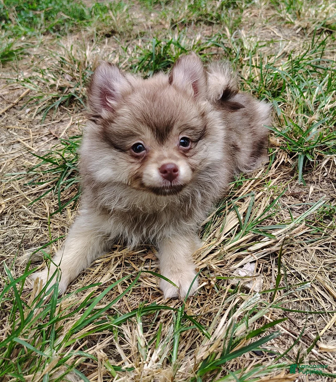 Pomeranian dogs for sale: Pomeranian 1 - Ad 3