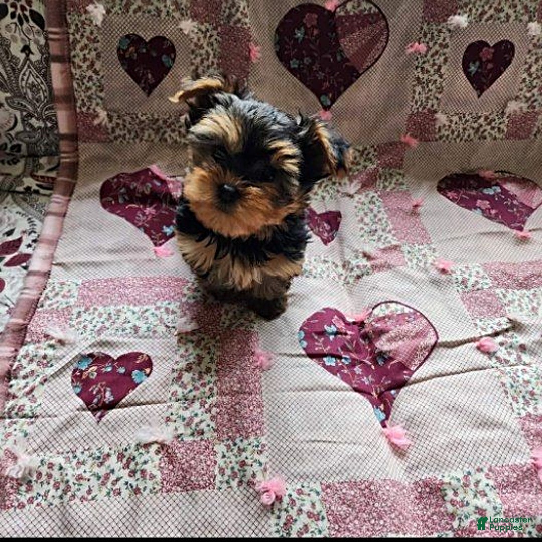 Gallery Image {{count}}