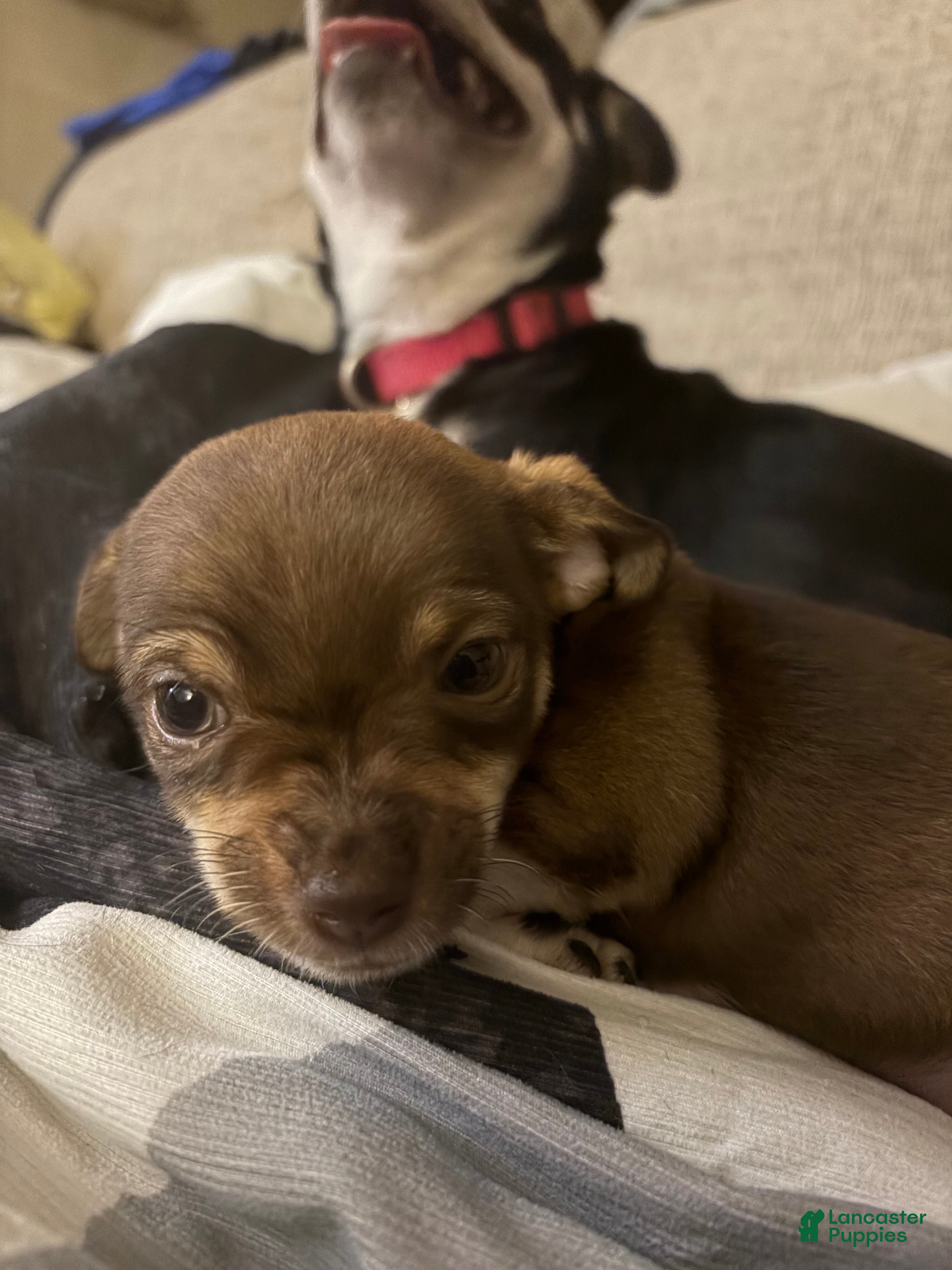 Chihuahua dogs for sale: Evel Knievel - Ad 2