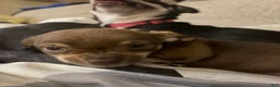 Chihuahua dogs for sale: Evel Knievel - Ad 1