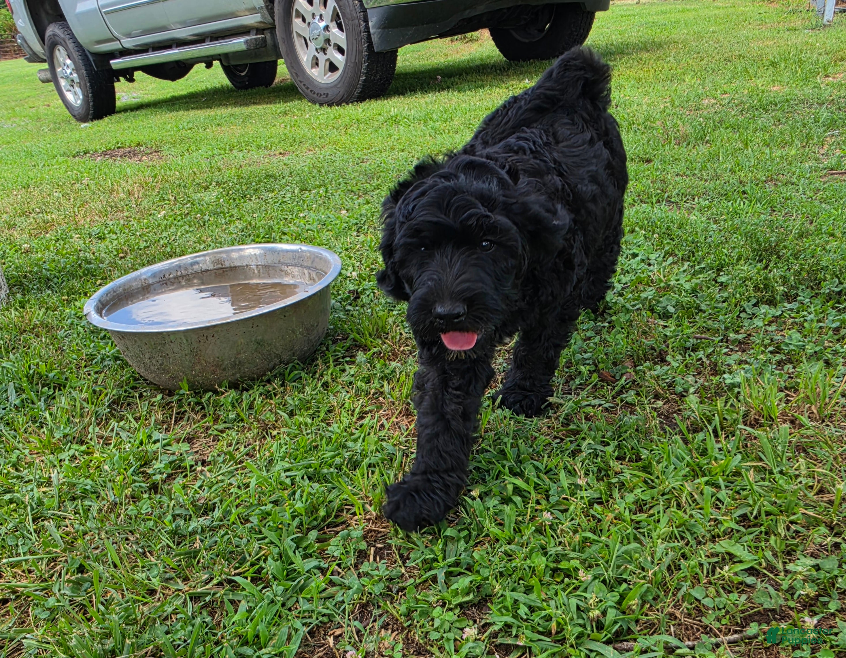 Goldendoodle dogs Goldendoodle 2 - Ad 40