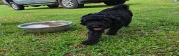 Goldendoodle dogs for sale: Goldendoodle 2 - Ad 1