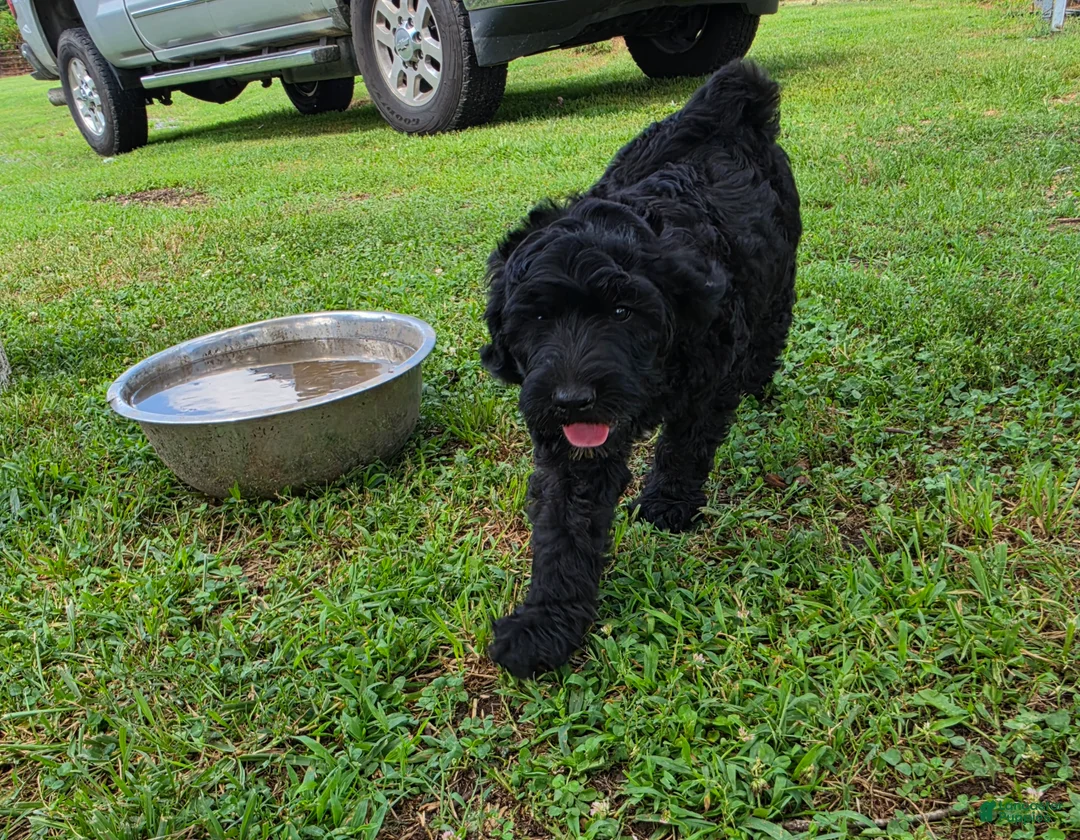 Goldendoodle dogs for sale: Goldendoodle 2 - Ad 1