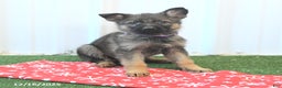 German Shepherd dogs for sale: Hudson - Ad 4