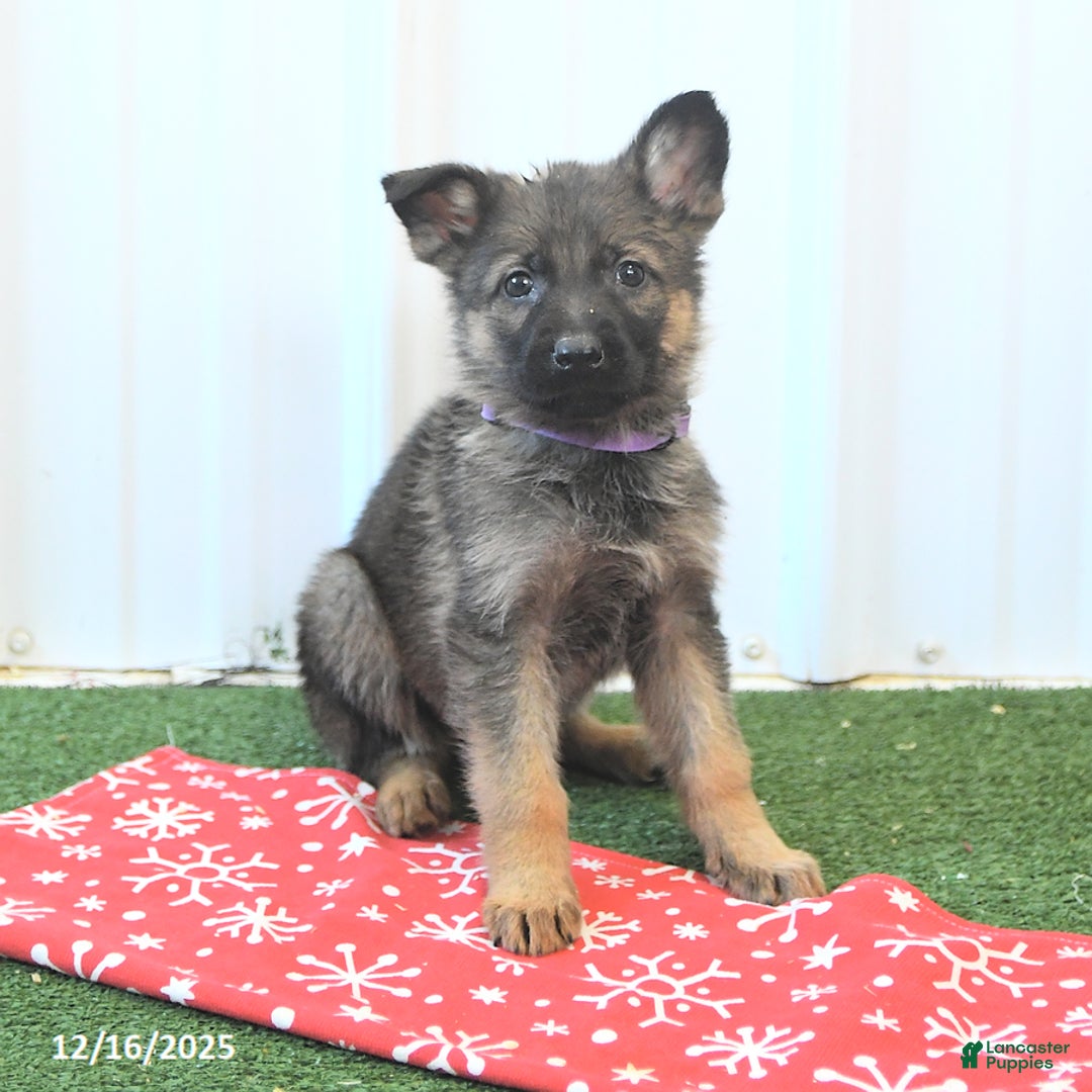 German Shepherd dogs for sale: Hudson - Ad 4