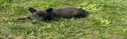 Belgian Malinois dogs for sale: Cleveland - Ad 8