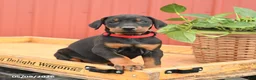 Doberman Pinscher dogs for sale: Russell - Ad 1