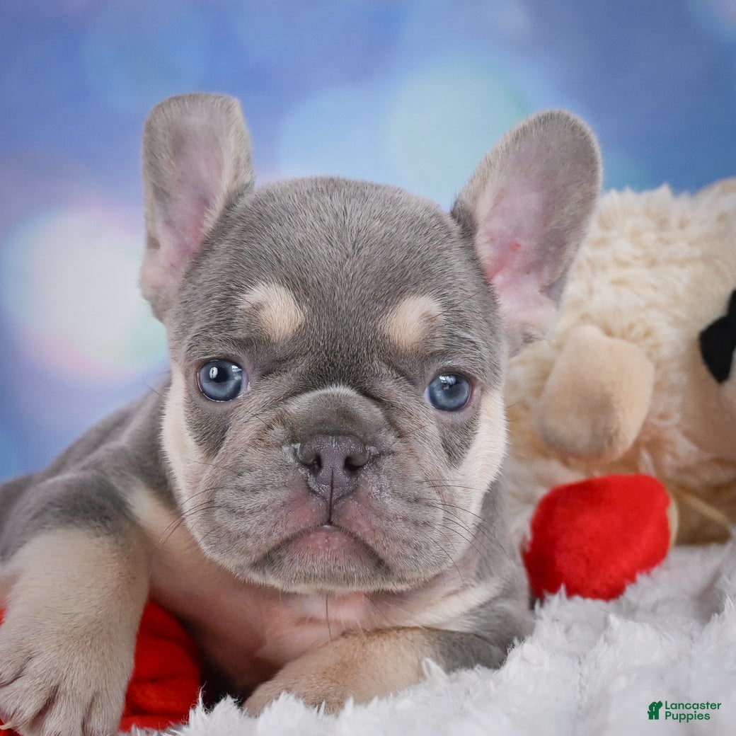 French Bulldog dogs for sale: Cory - Ad 7