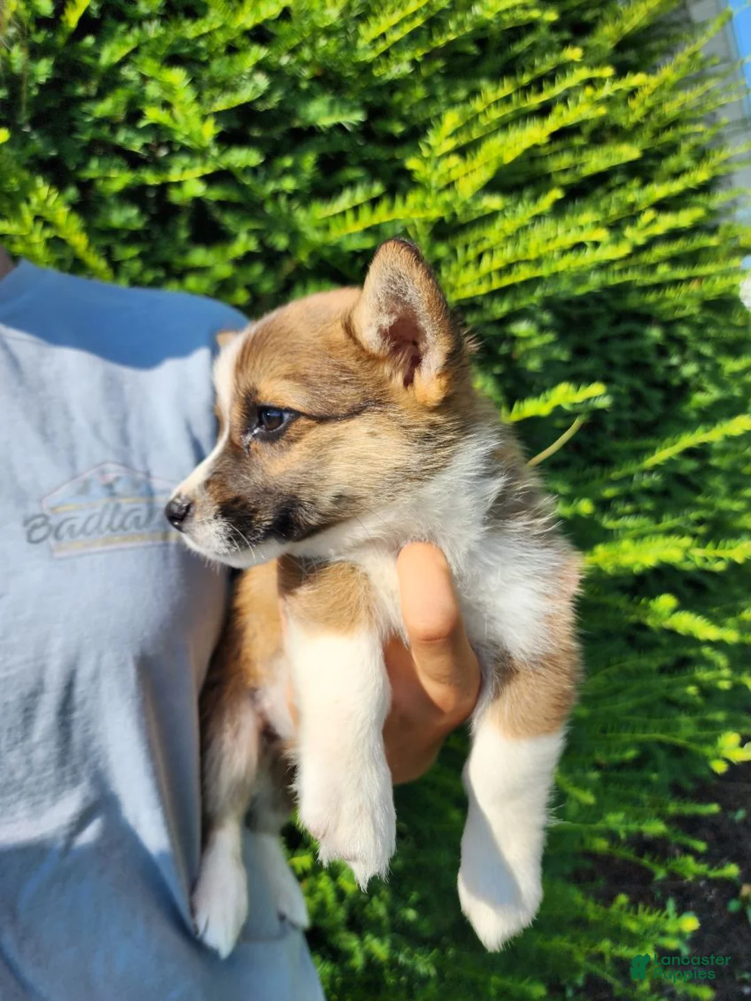 Welsh Corgi Pembroke dogs for sale: Fern - Ad 2