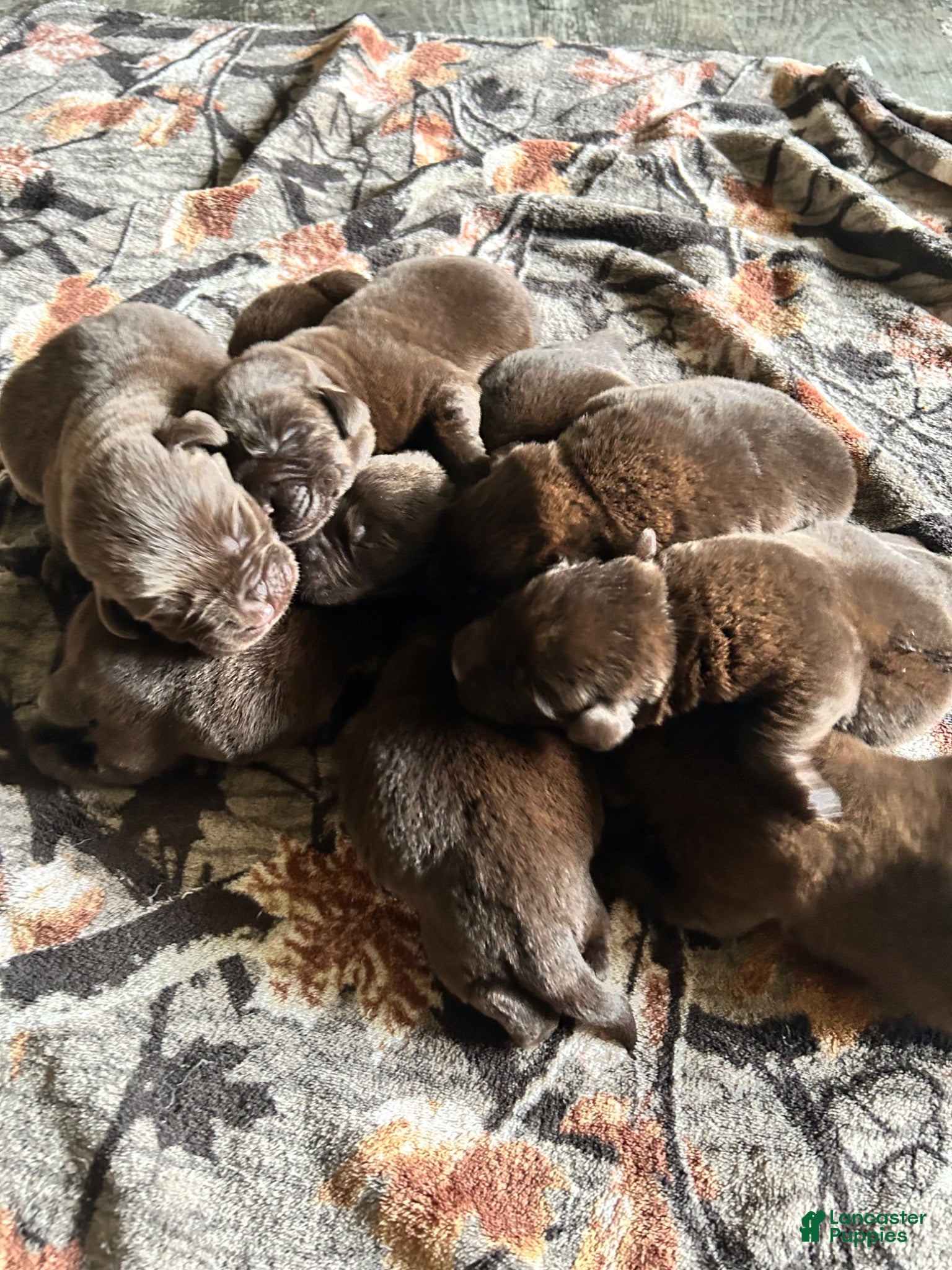 Labrador Retriever dogs Labrador Retriever 2 - Ad 37