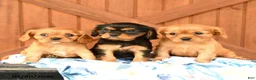 Cavalier King Charles Spaniel dogs for sale: Duke - Ad 3