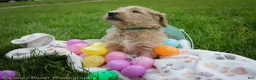 Goldendoodle dogs for sale: Mr Green - Ad 5