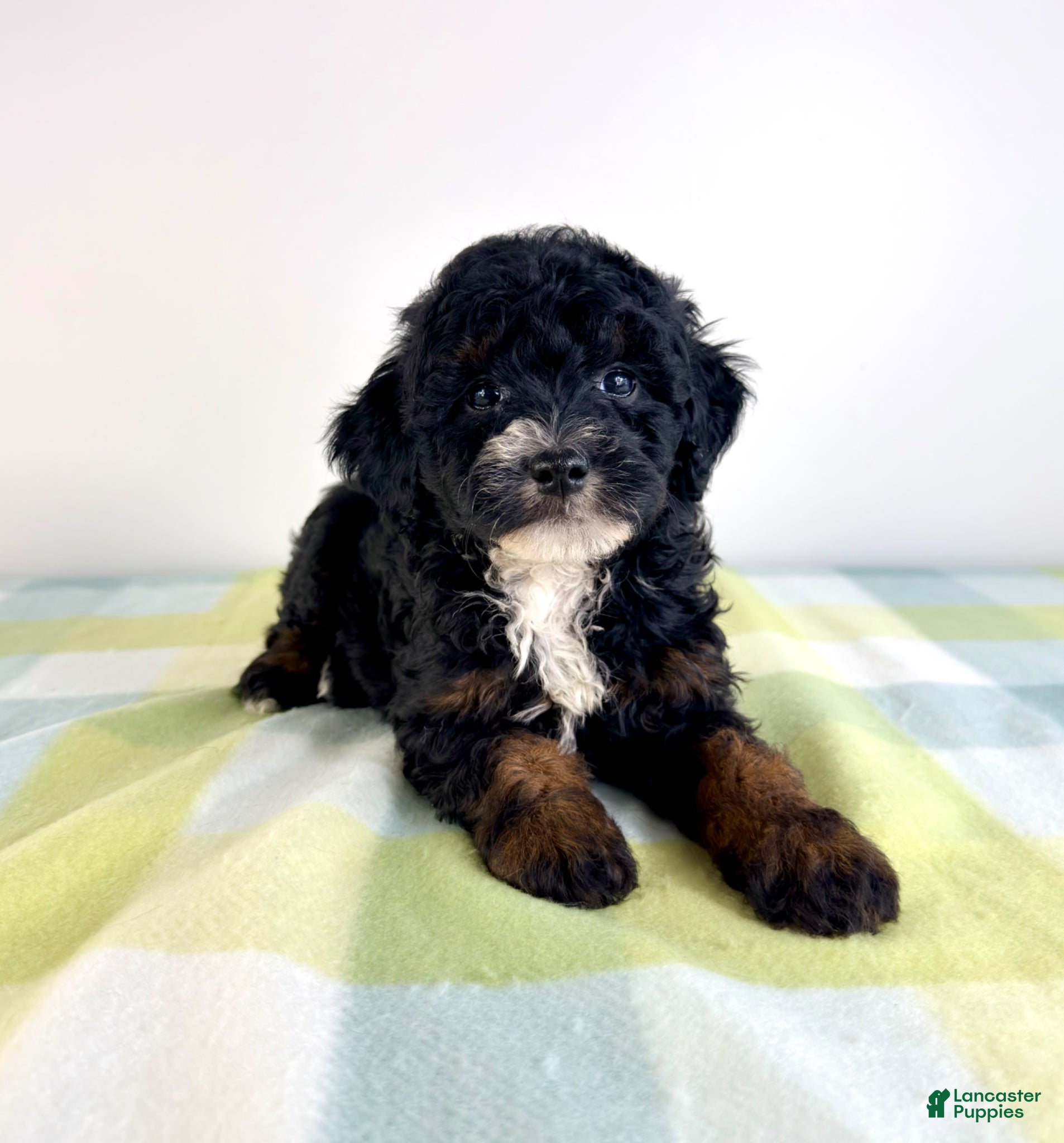 Bernedoodle dogs Jessie - Ad 35