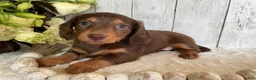 Miniature Dachshund dogs for sale: Cora - Ad 3
