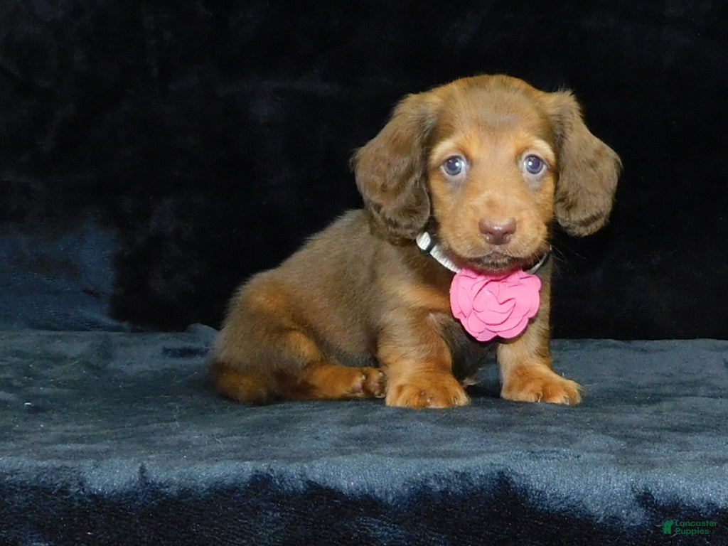 Miniature Dachshund dogs AKC Alice - Ad 1