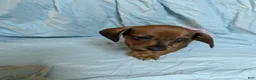 Miniature Dachshund dogs for sale: Almond - Ad 3