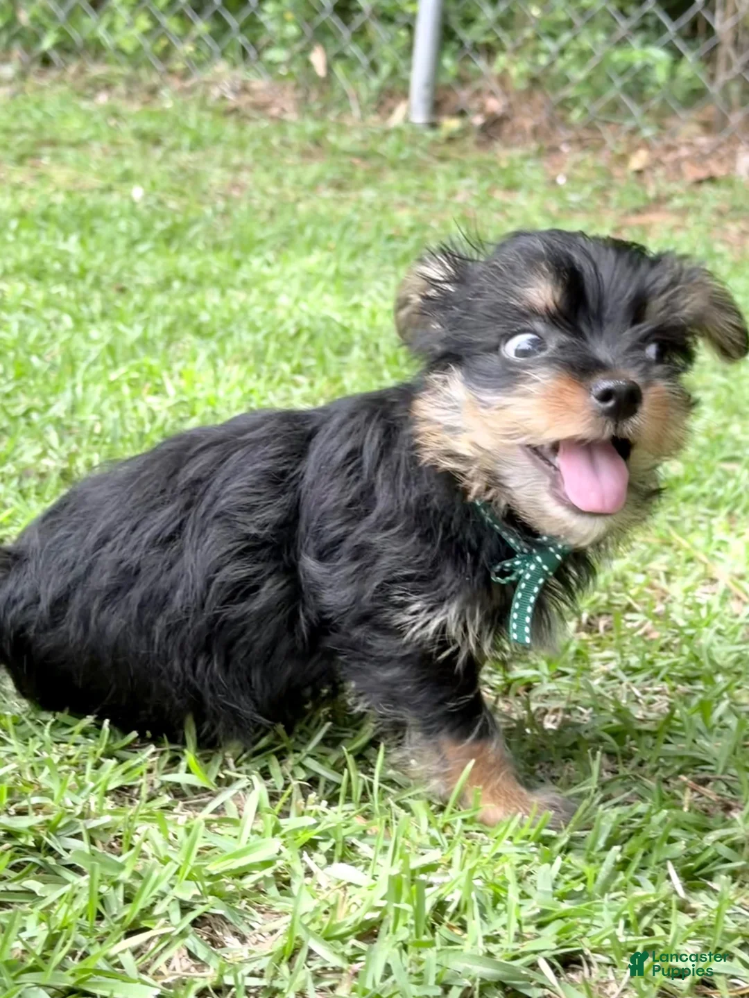 Yorkshire Terrier dogs for sale: Pookie - Ad 2