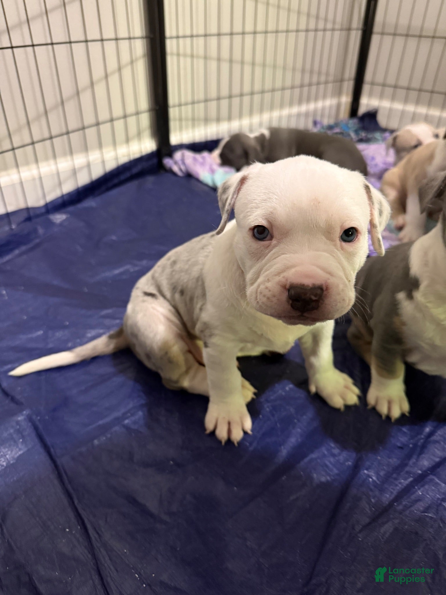 American Bully dogs American Bully 1 *Draco* - Ad 31