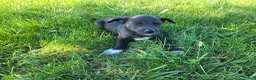Sheprador dogs for sale: Lulu  - Ad 2
