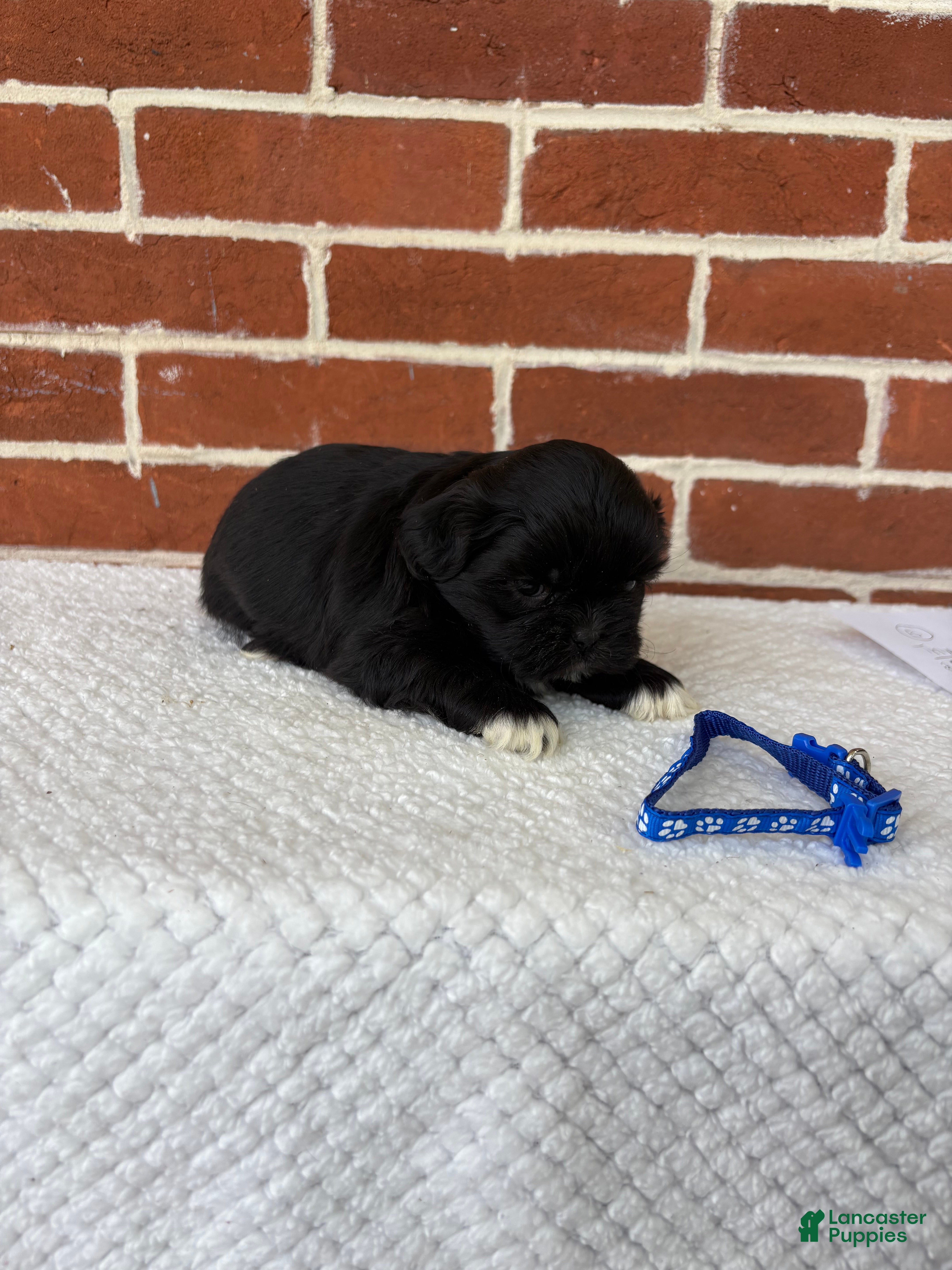 Shih Tzu dogs for sale: Leo - Ad 4