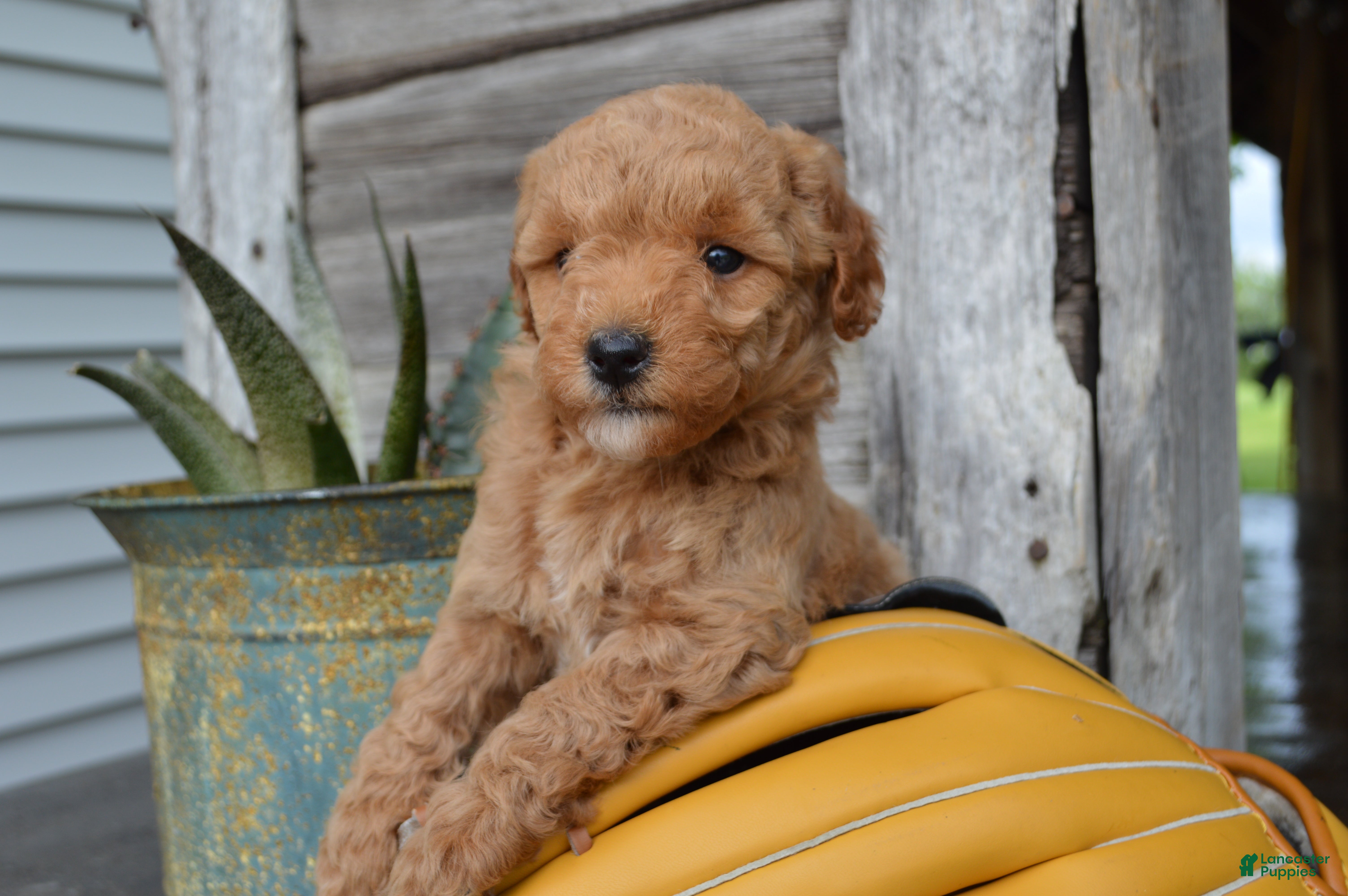 Mini Goldendoodle dogs Daisy  - Ad 2