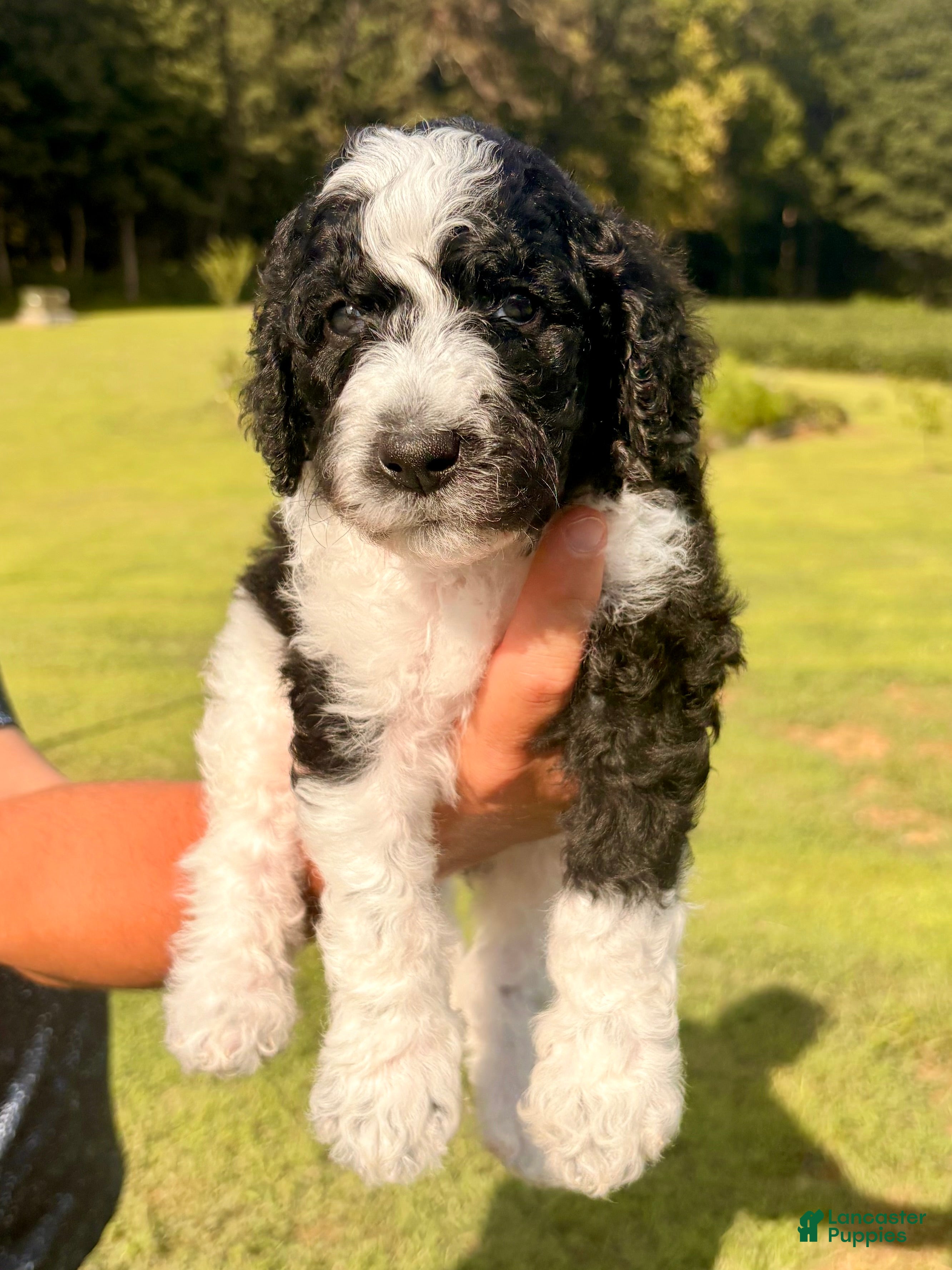 Standard Poodle dogs Lime - Ad 1