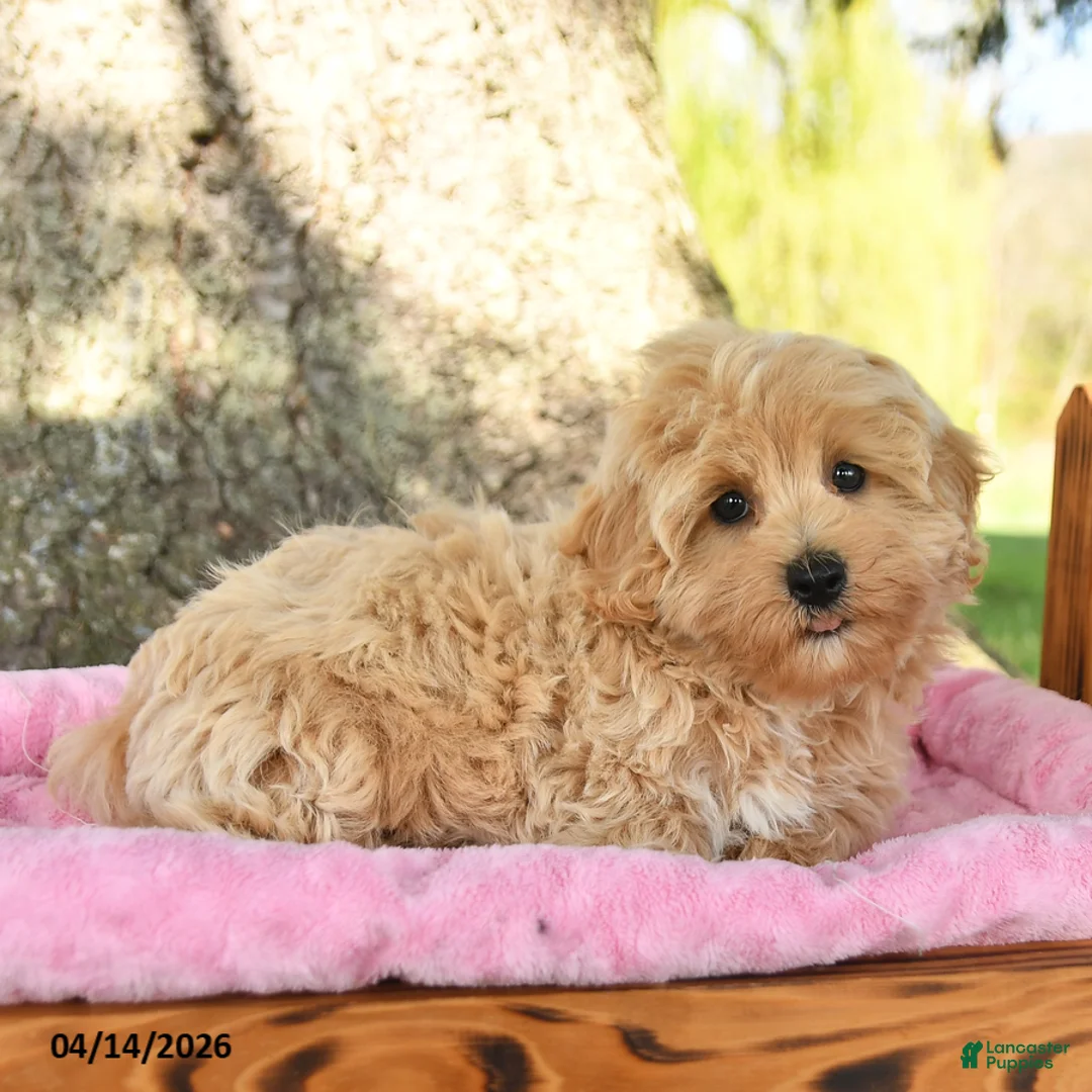 Maltipoo dogs for sale: Kade - Ad 2