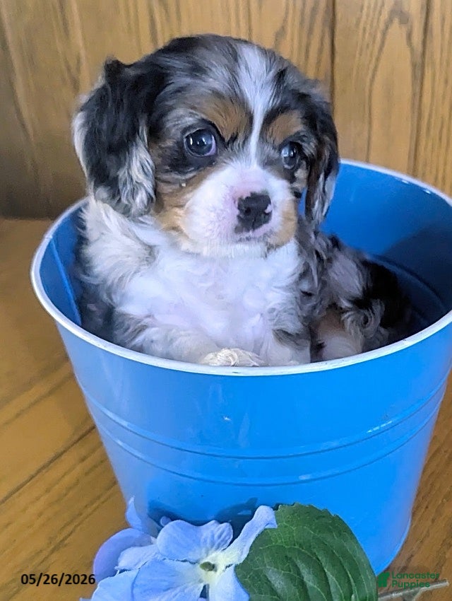 Cavalier King Charles Spaniel dogs Mason - Ad 2