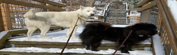 Mixed Breed dogs for sale: Chowski girl 1 - Ad 4