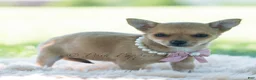 Chihuahua dogs for sale: Pumpkin - Ad 6