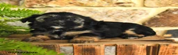 Mixed Breed dogs for sale: Gabby - Ad 3